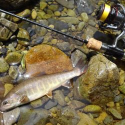 渓流ミノーイング